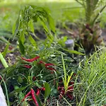 Perla Dei Messapi Villa San Pietro in Bevagna