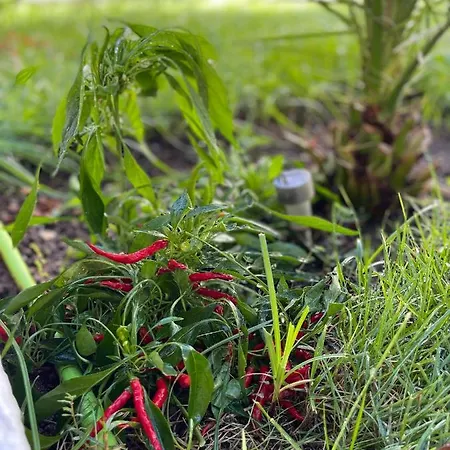 Perla Dei Messapi Villa San Pietro in Bevagna