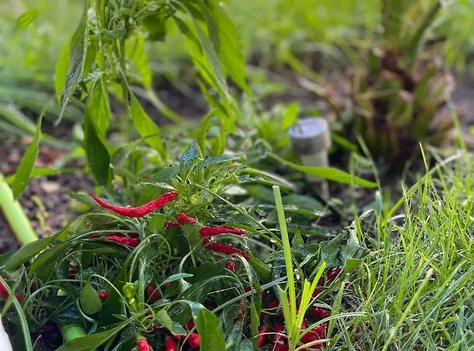 Perla Dei Messapi וילה סן פייטרו אין בוואניה